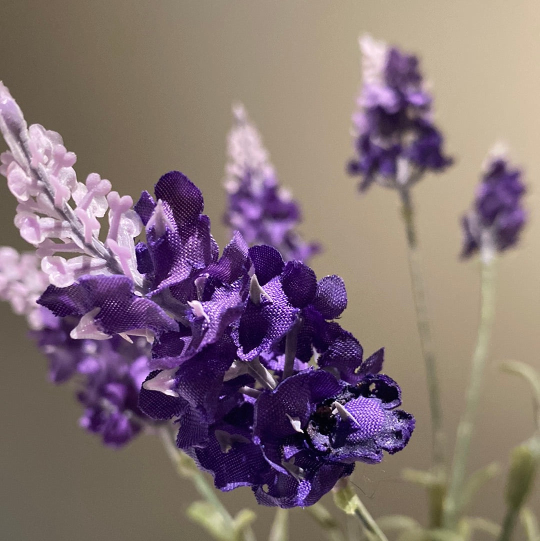 Lavendel bosje