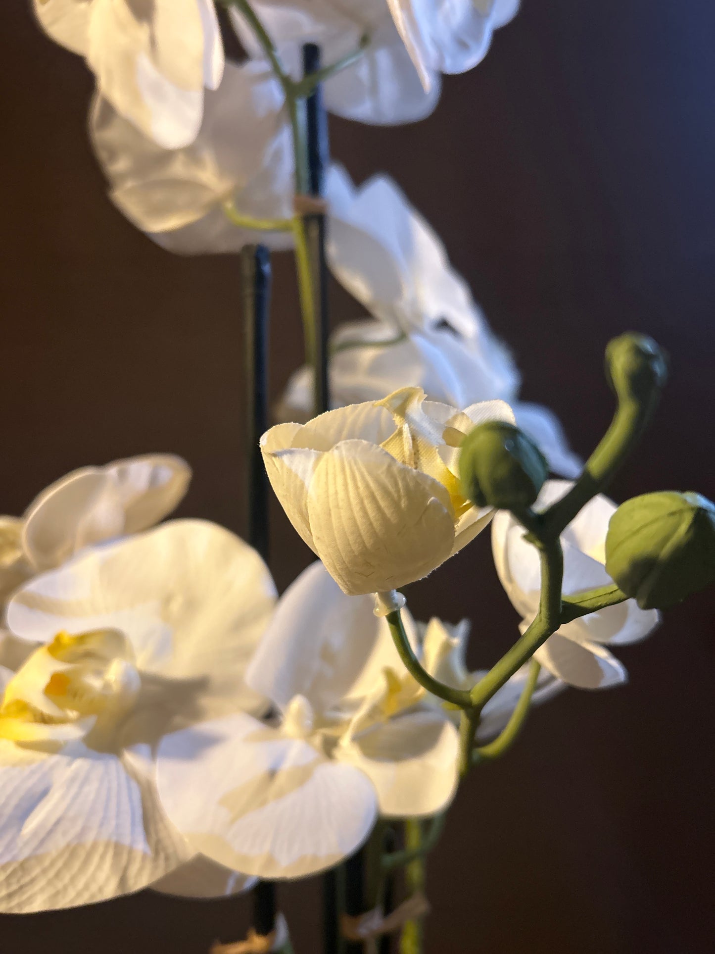 Orchidee White