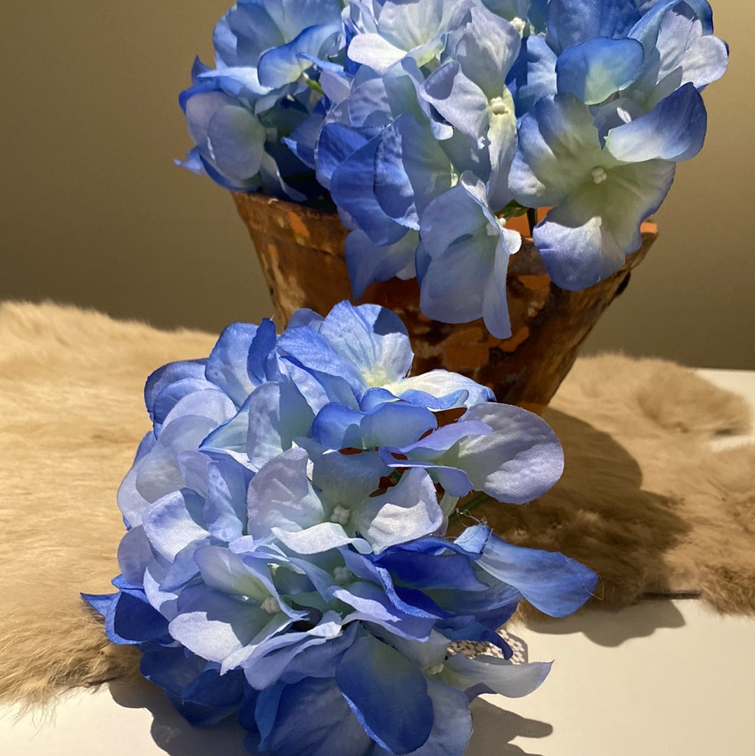 Hortensia bloem Bleu