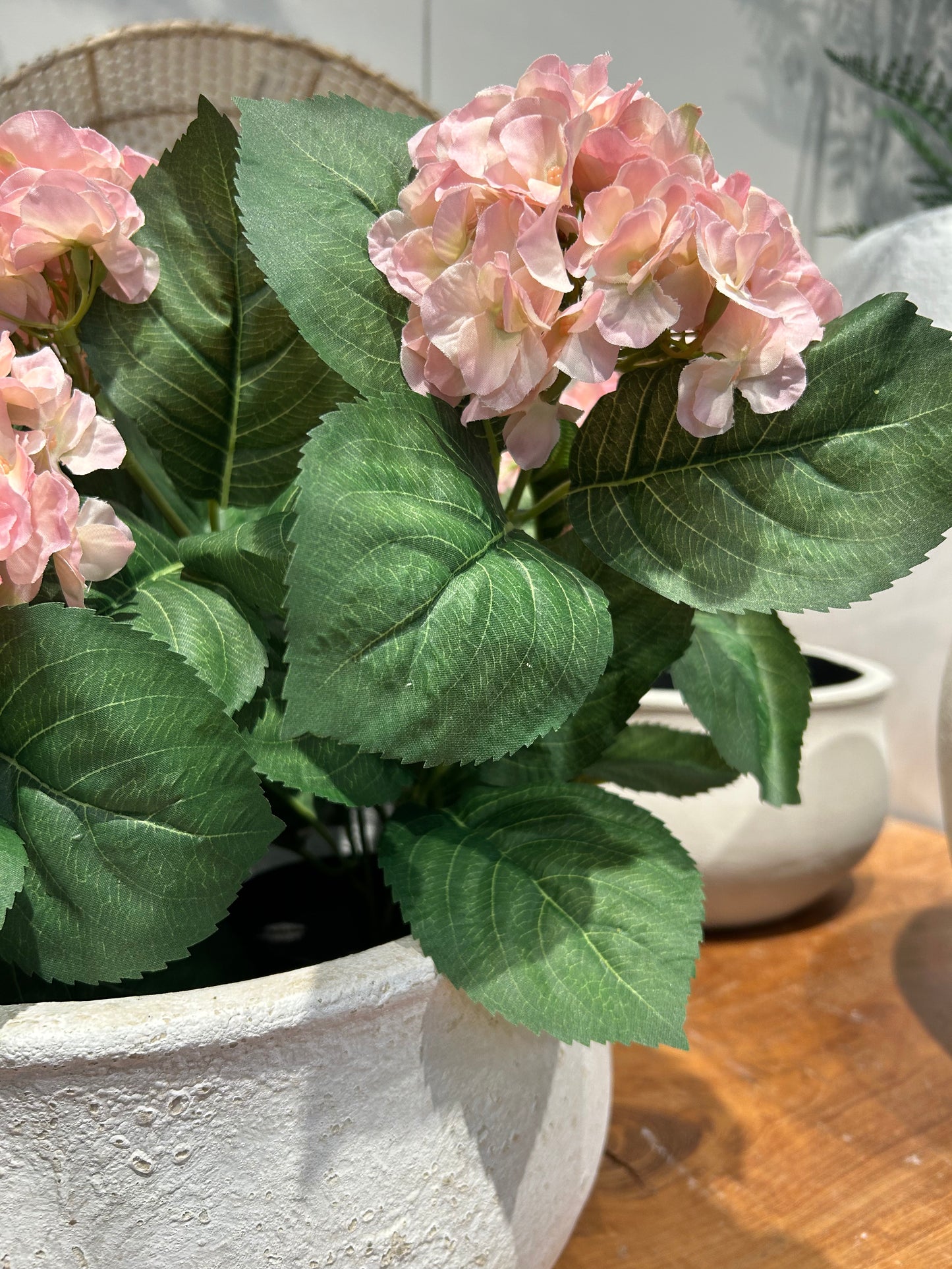 Hortensia Pink