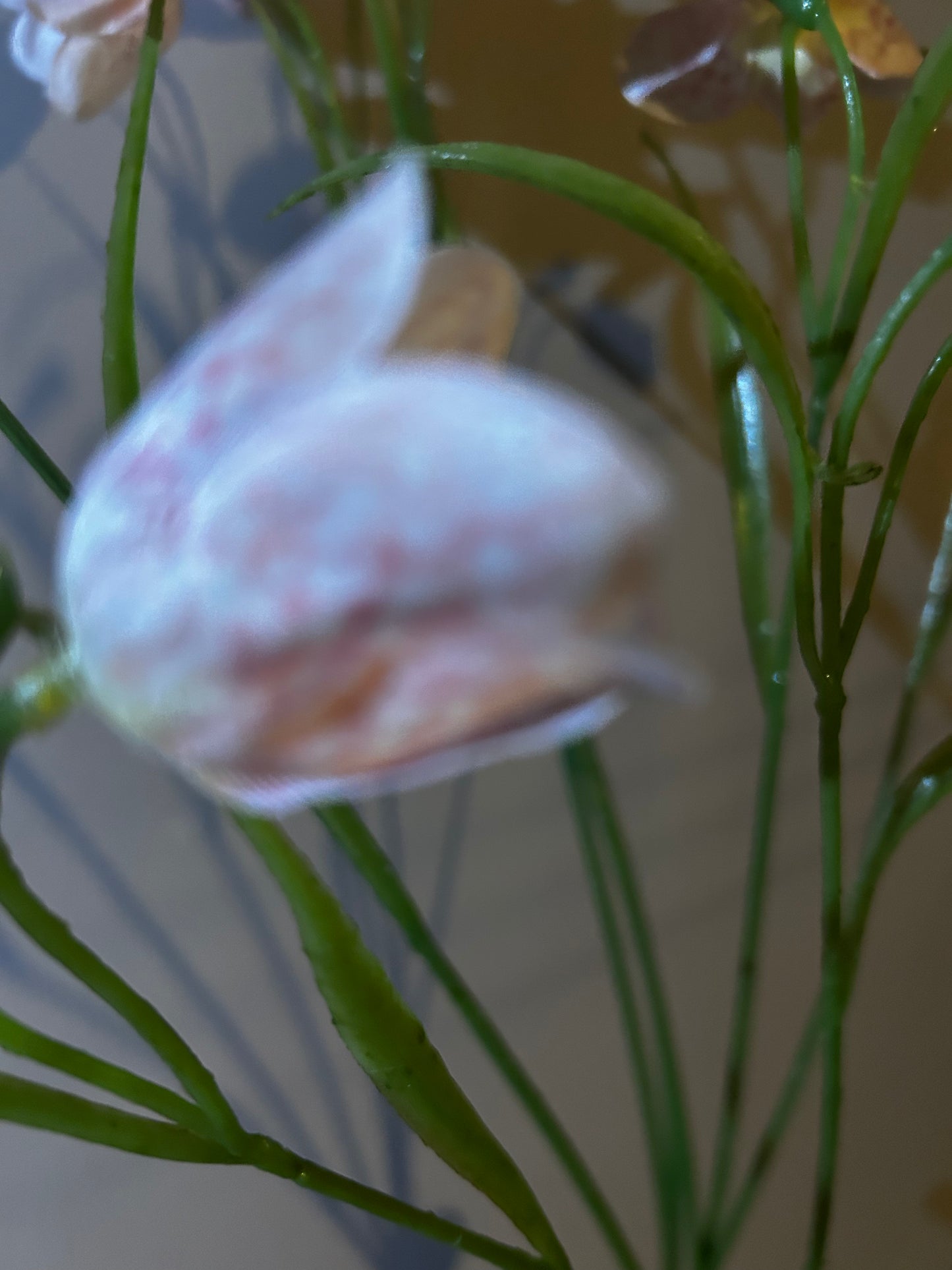 Kievietsbloem poeder roze