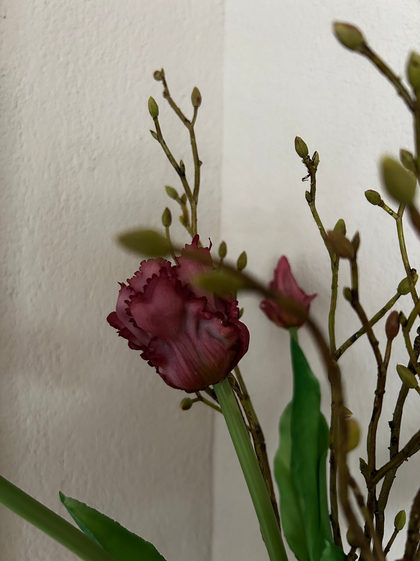 Papegaaien tulp Burgundy