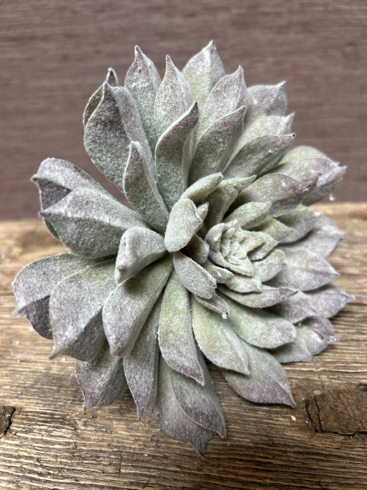 Vetplant Mexicaanse roos (L)