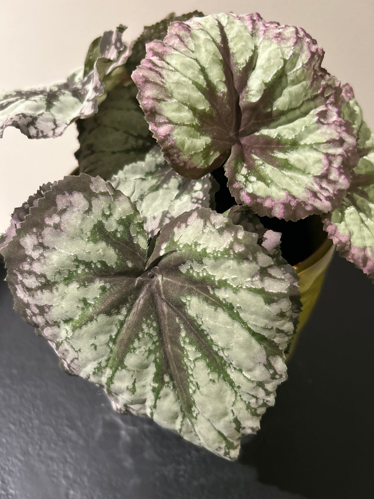 Begonia