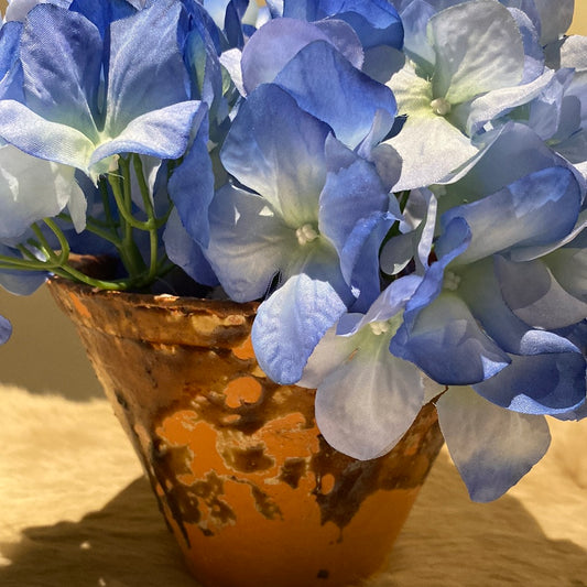 Hortensia bloem Bleu