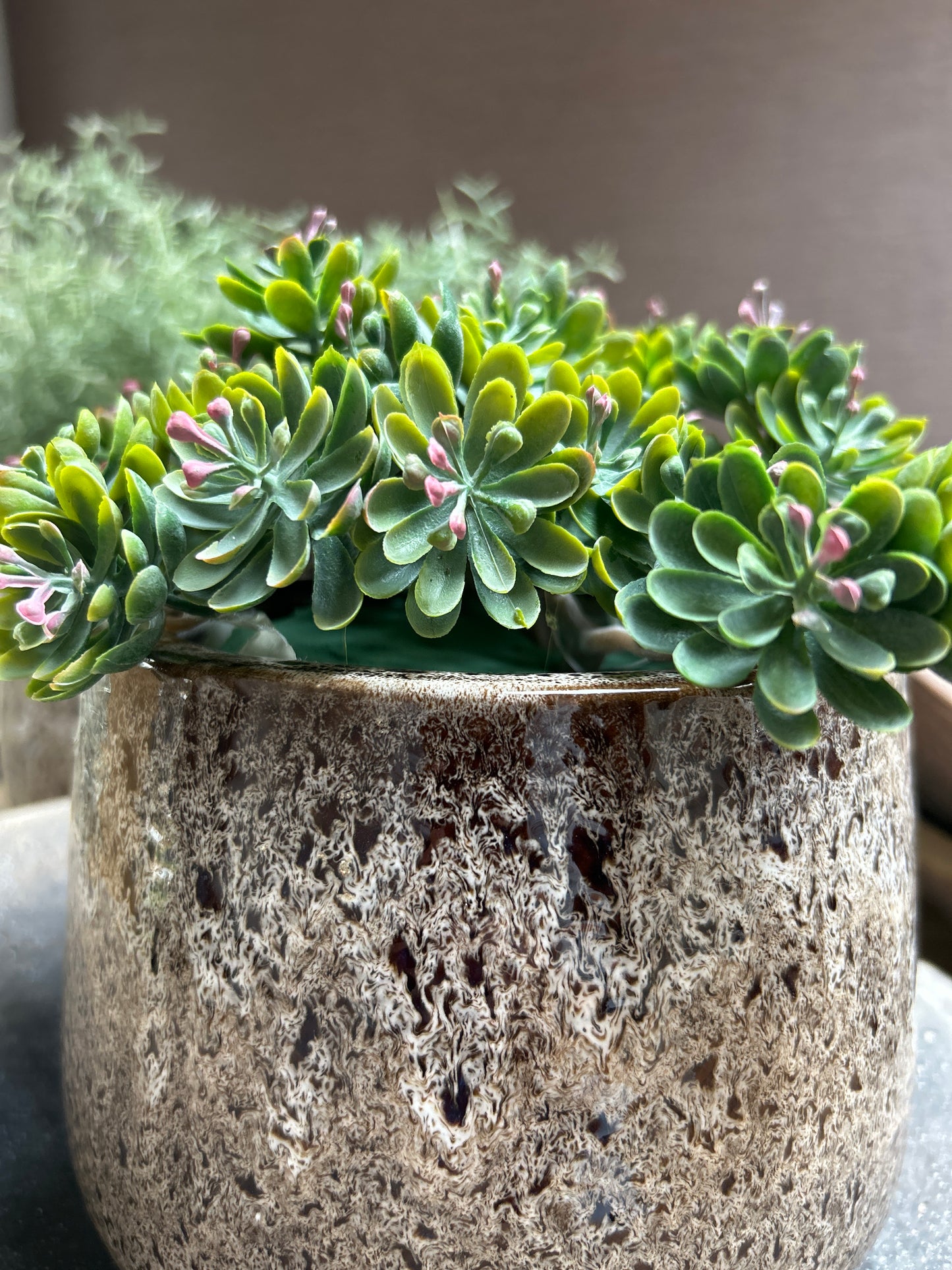Sedum Burgundy
