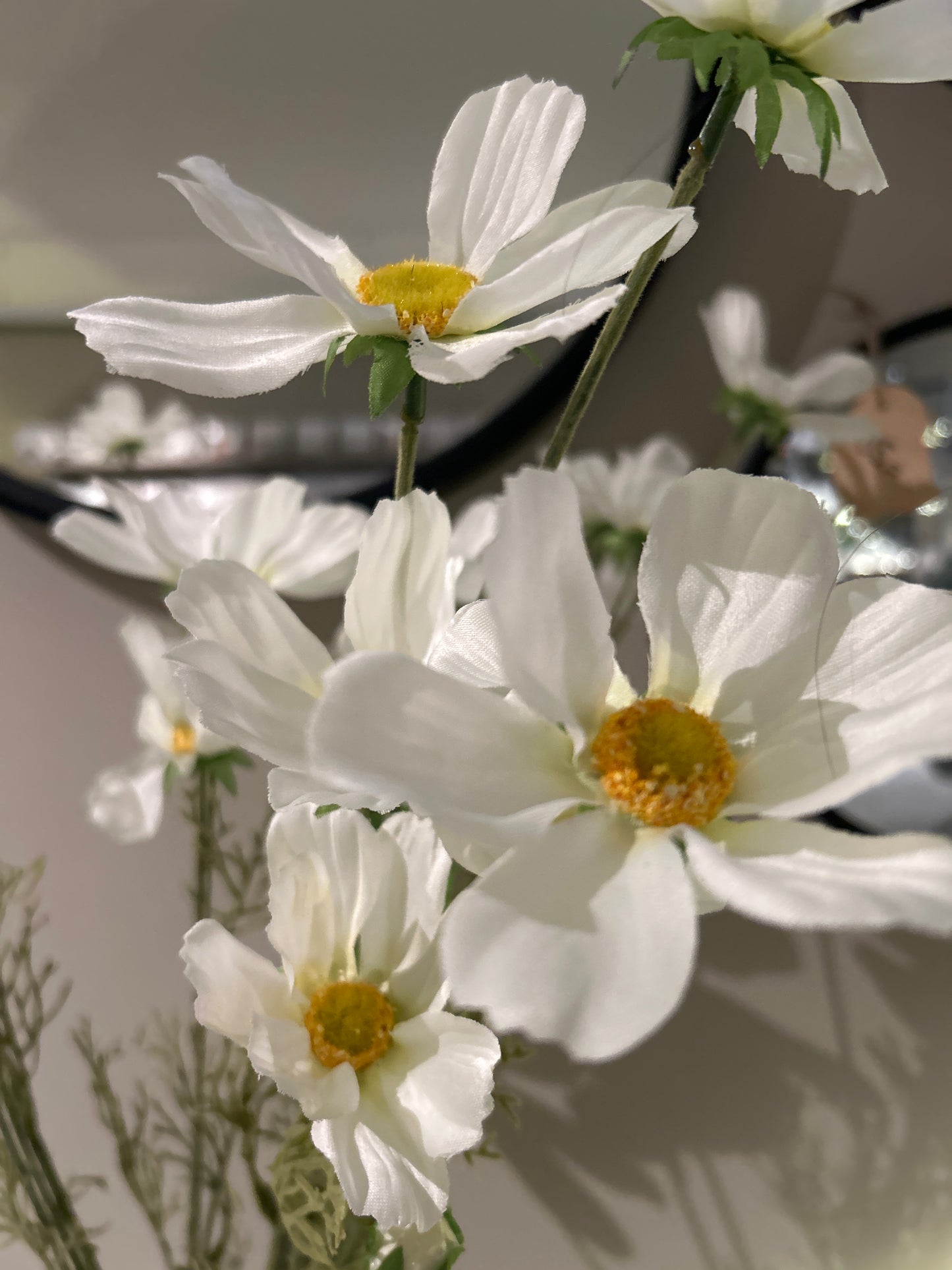 Cosmos Orion White 92 cm