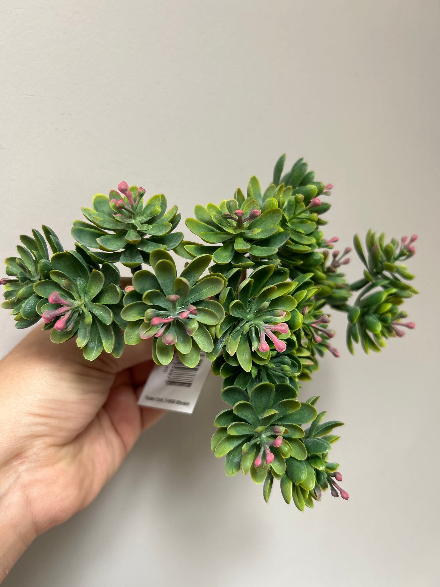 Sedum Burgundy