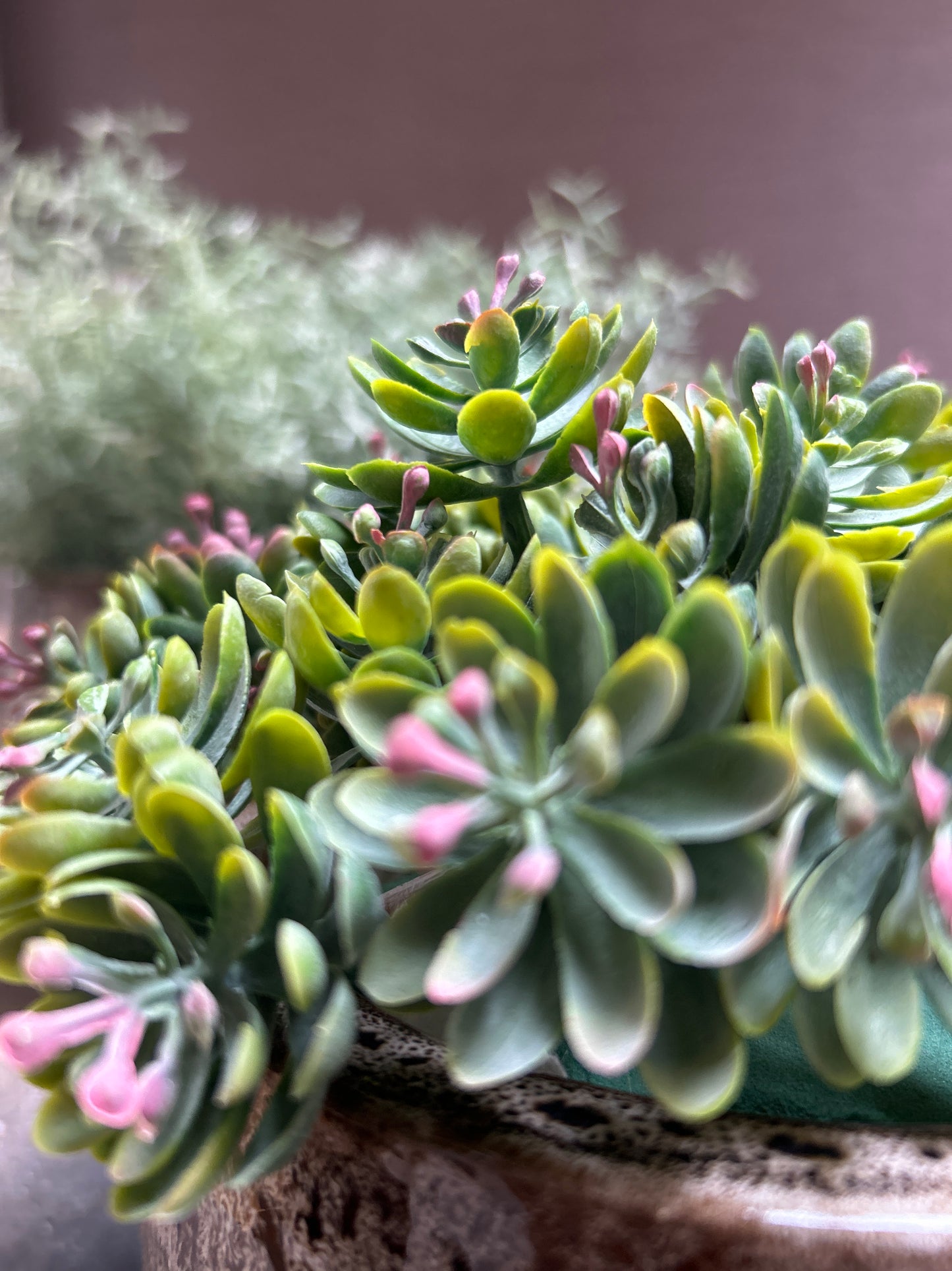 Sedum Burgundy