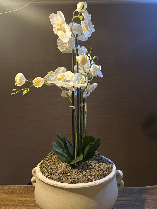 Orchidee White