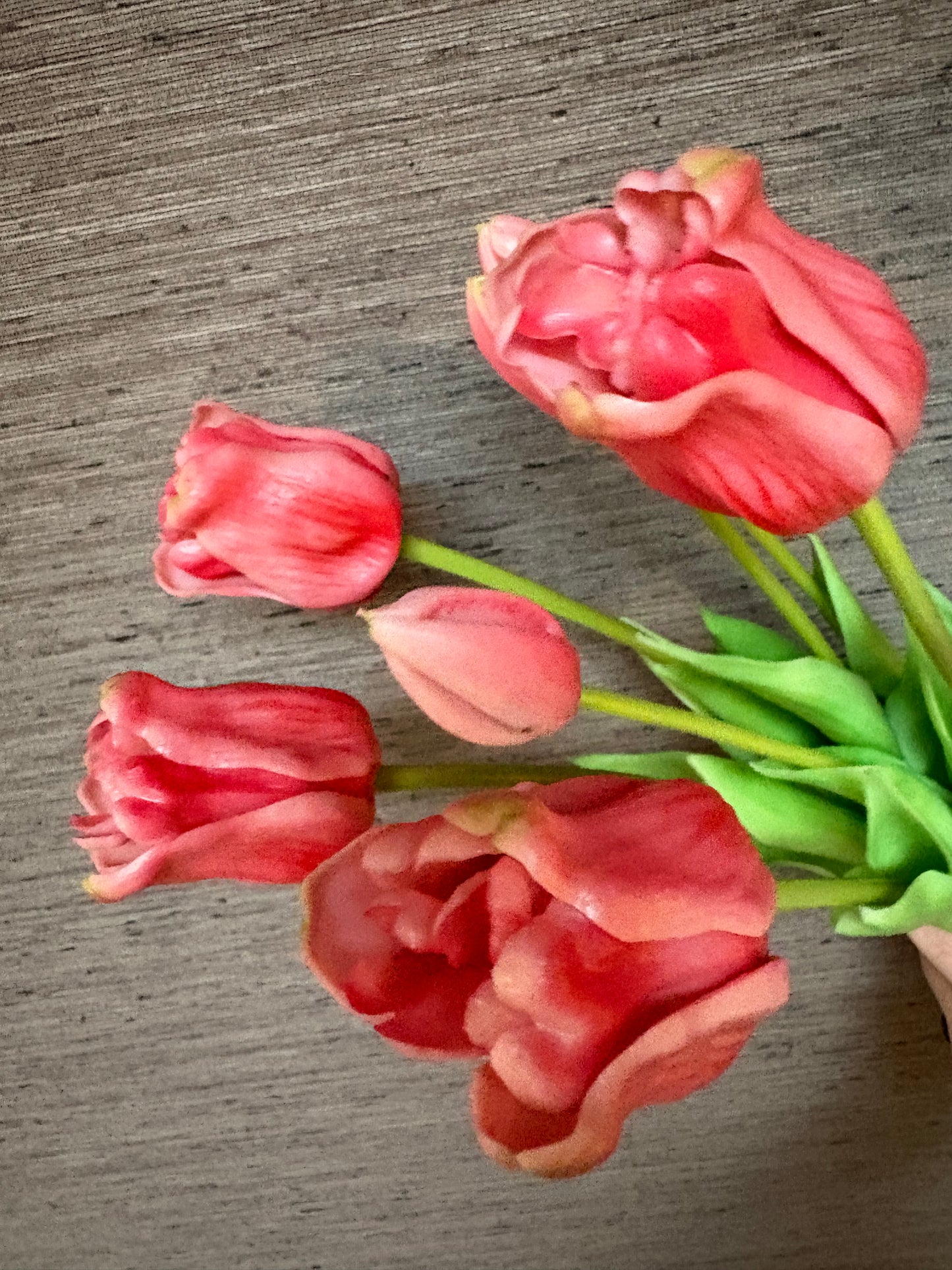 Tulp Rood