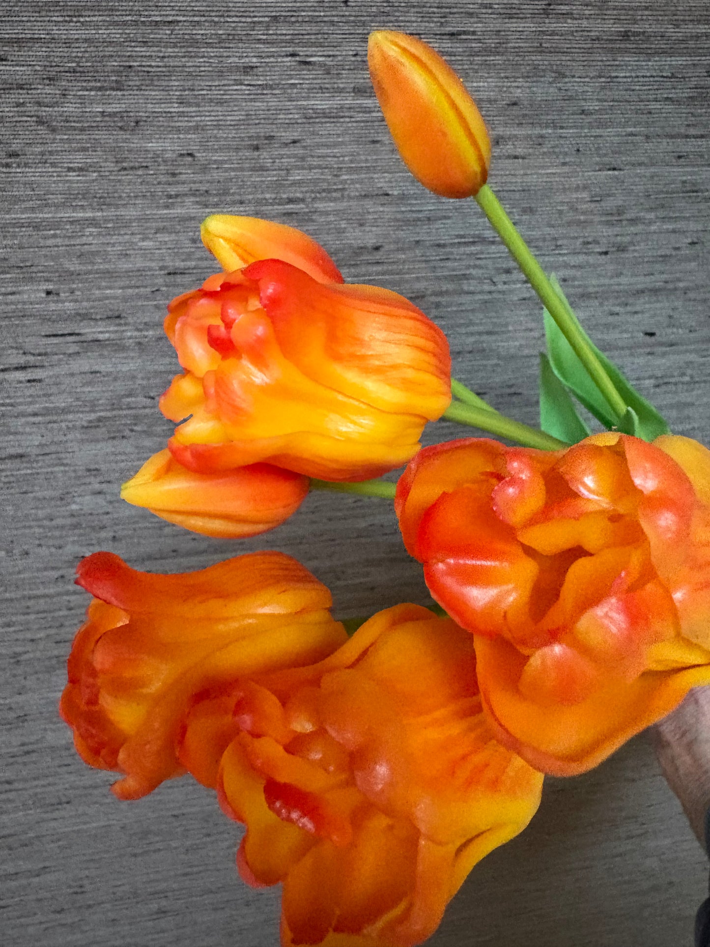 Tulp Oranje