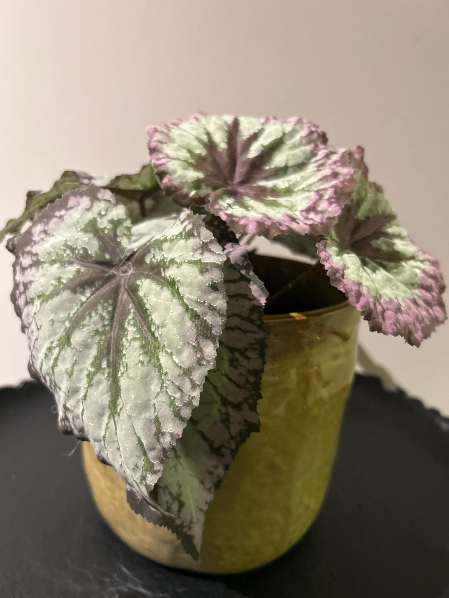 Begonia