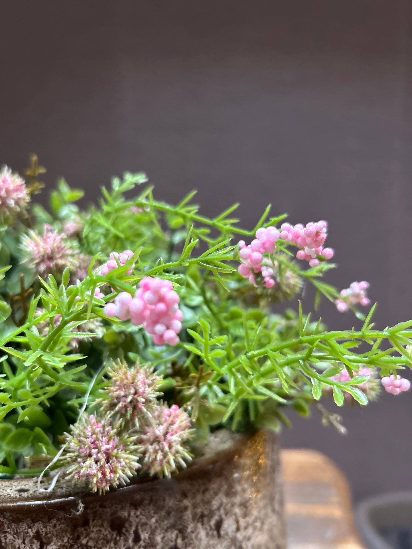 Sedum Pink