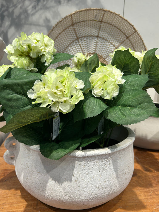 Hortensia White Green
