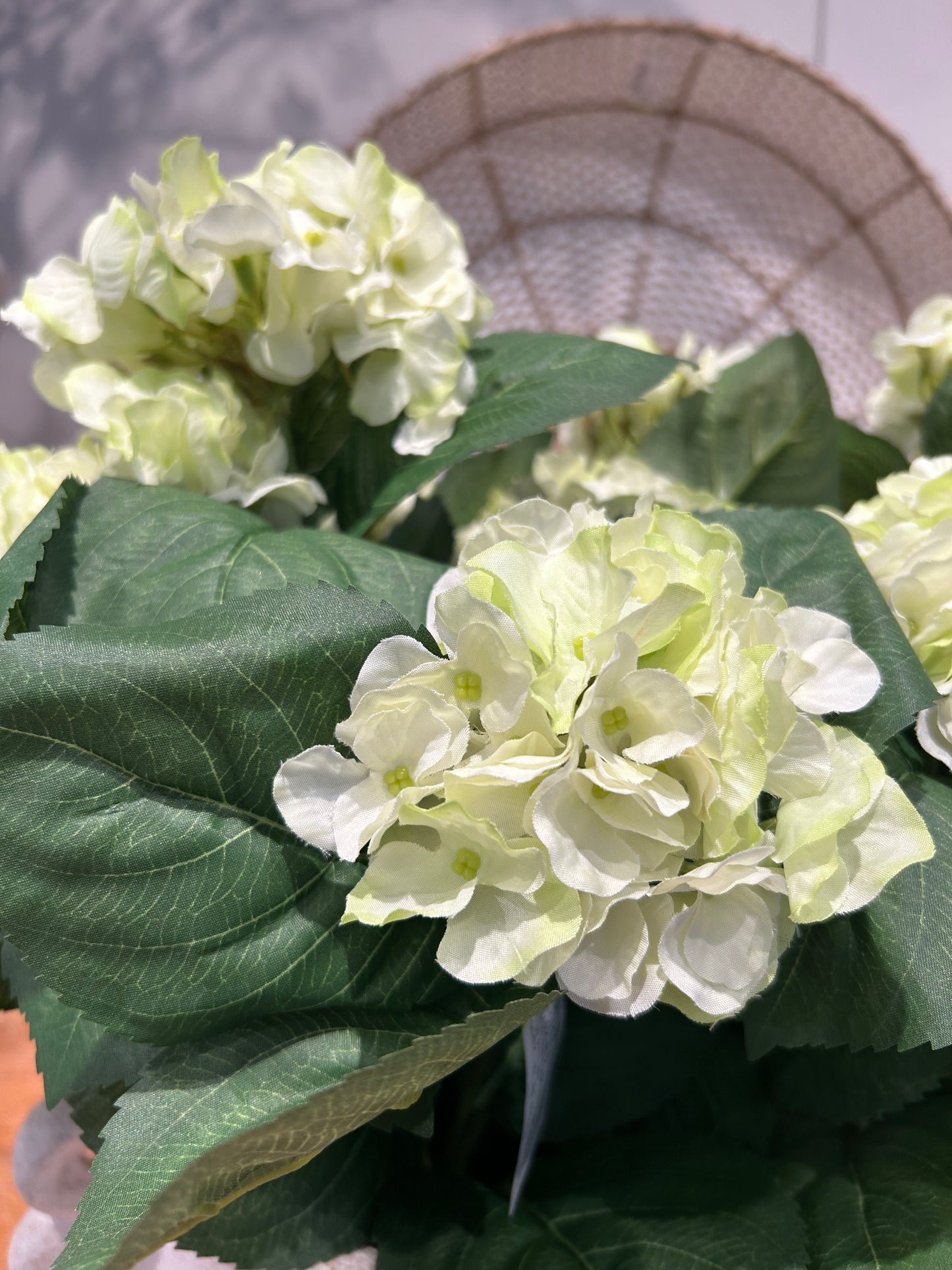 Hortensia White Green
