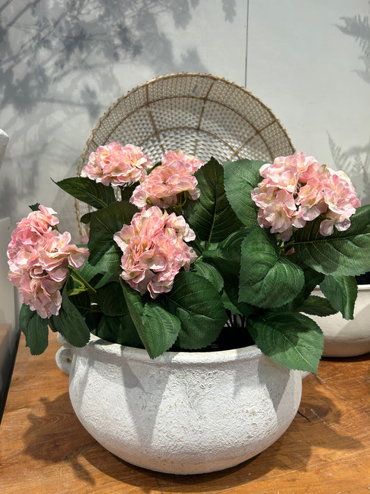 Hortensia Pink