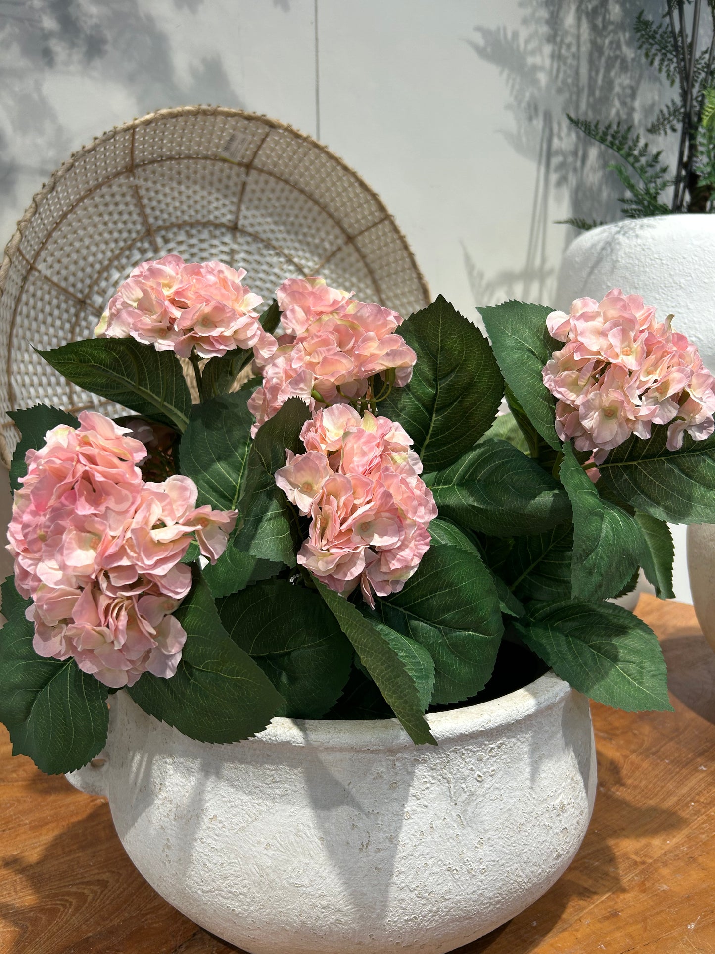 Hortensia Pink