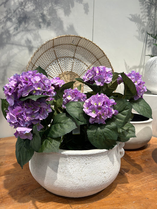 Hortensia Purple