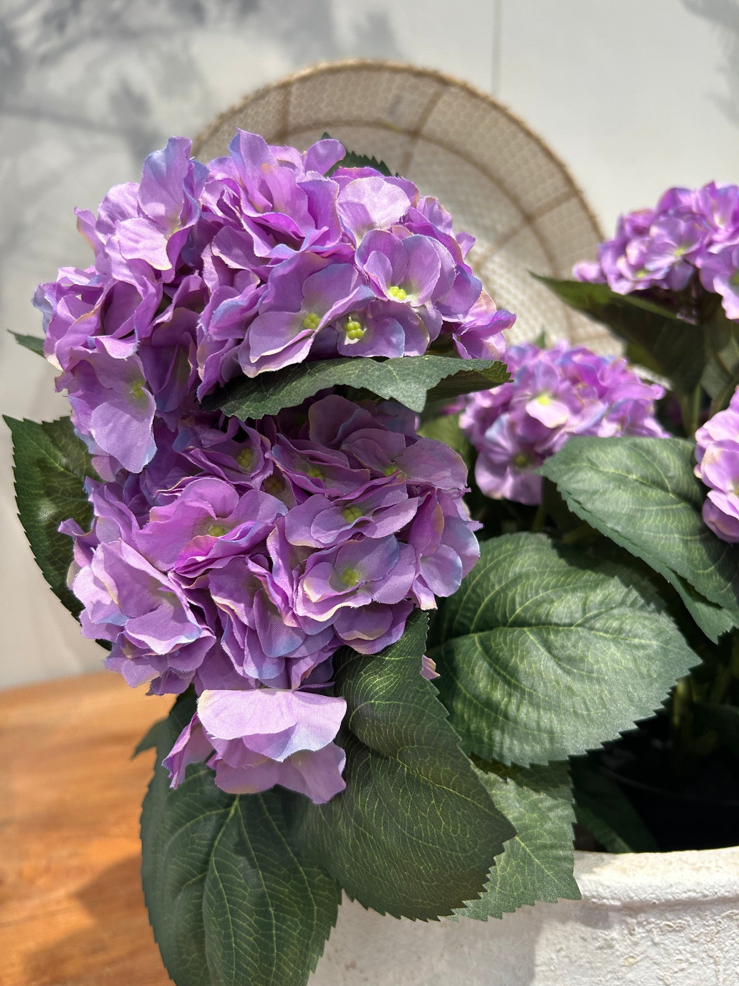 Hortensia Purple