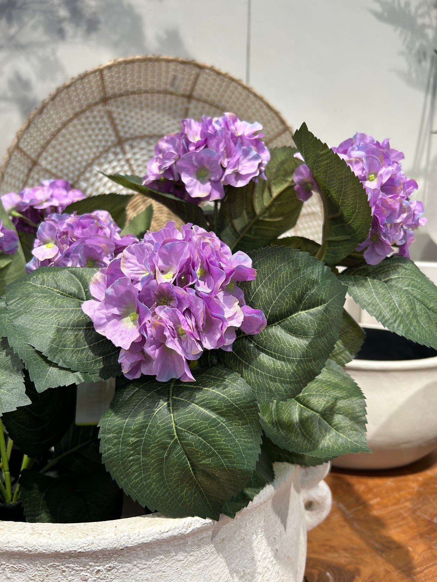 Hortensia Purple
