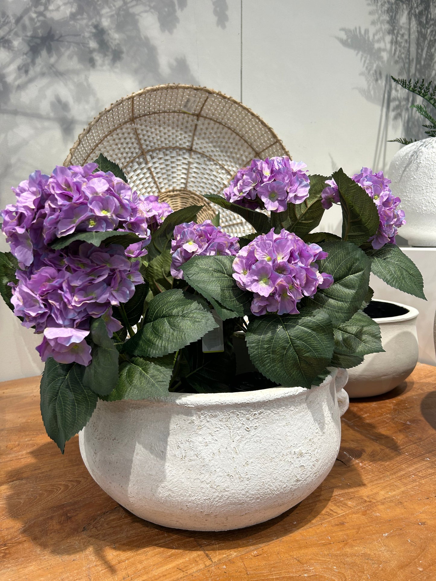 Hortensia Purple