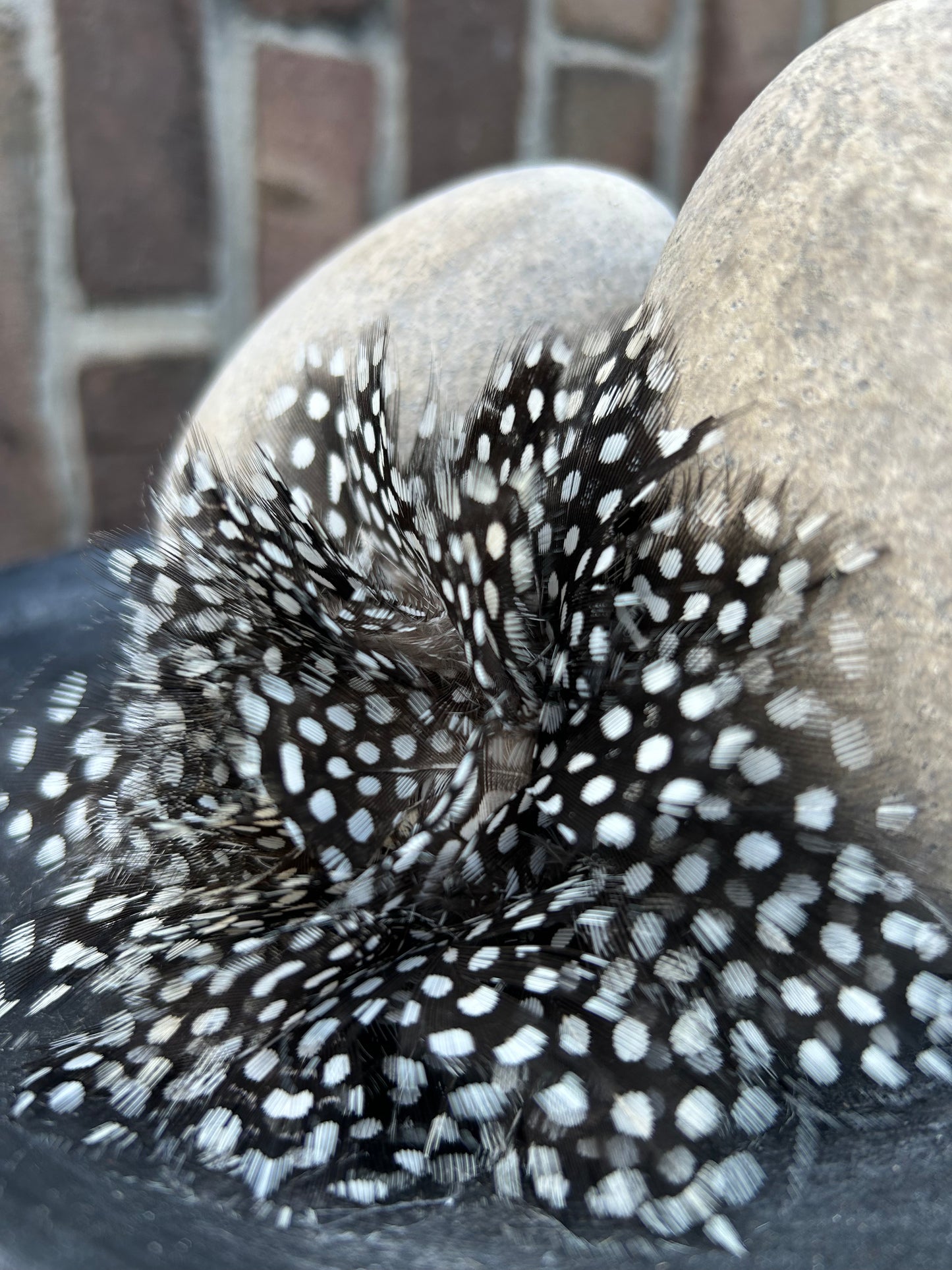 Roosje van Hoendeveren