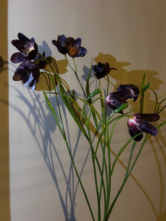 Kievietsbloem Burgundy