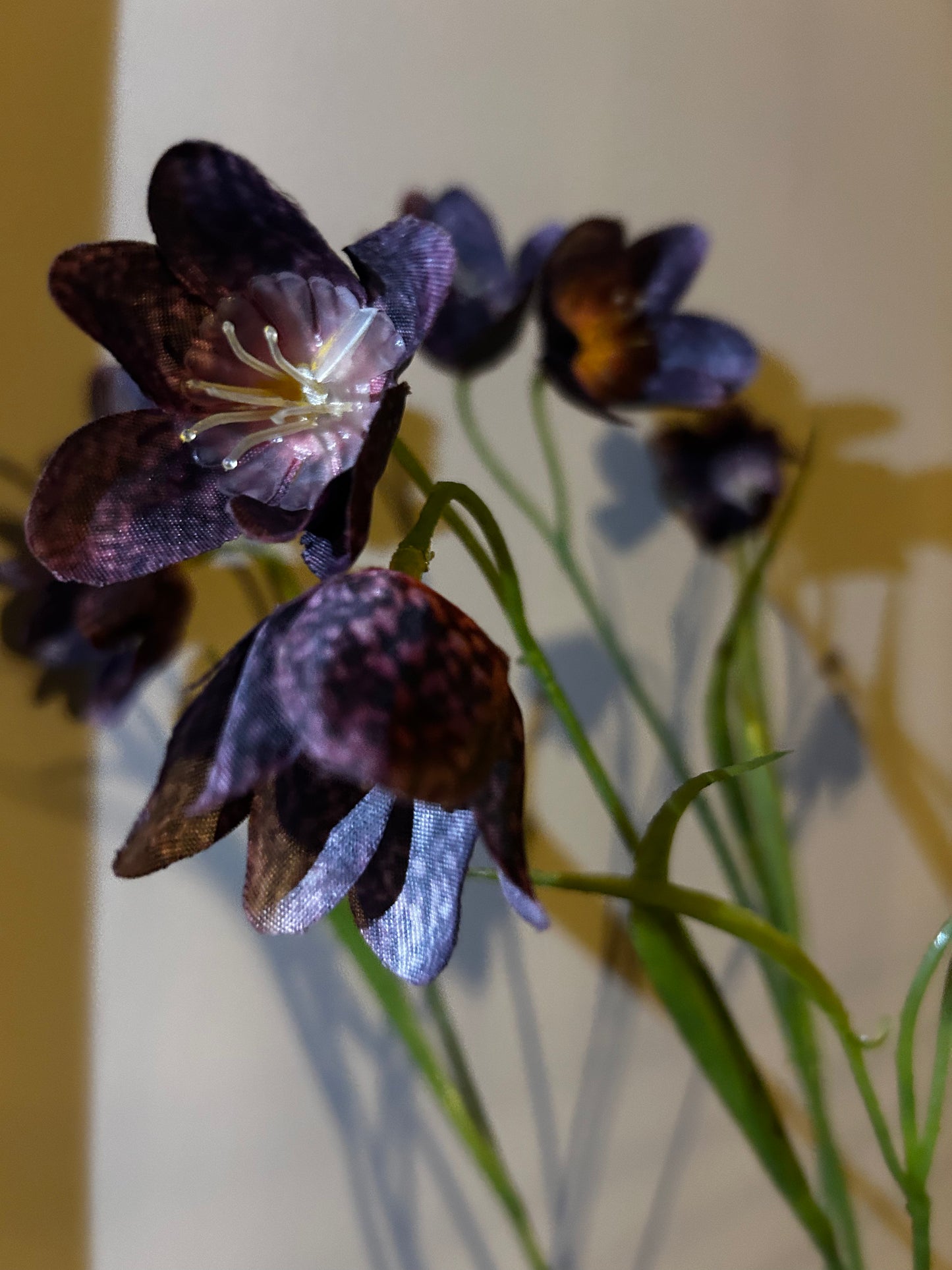 Kievietsbloem Burgundy