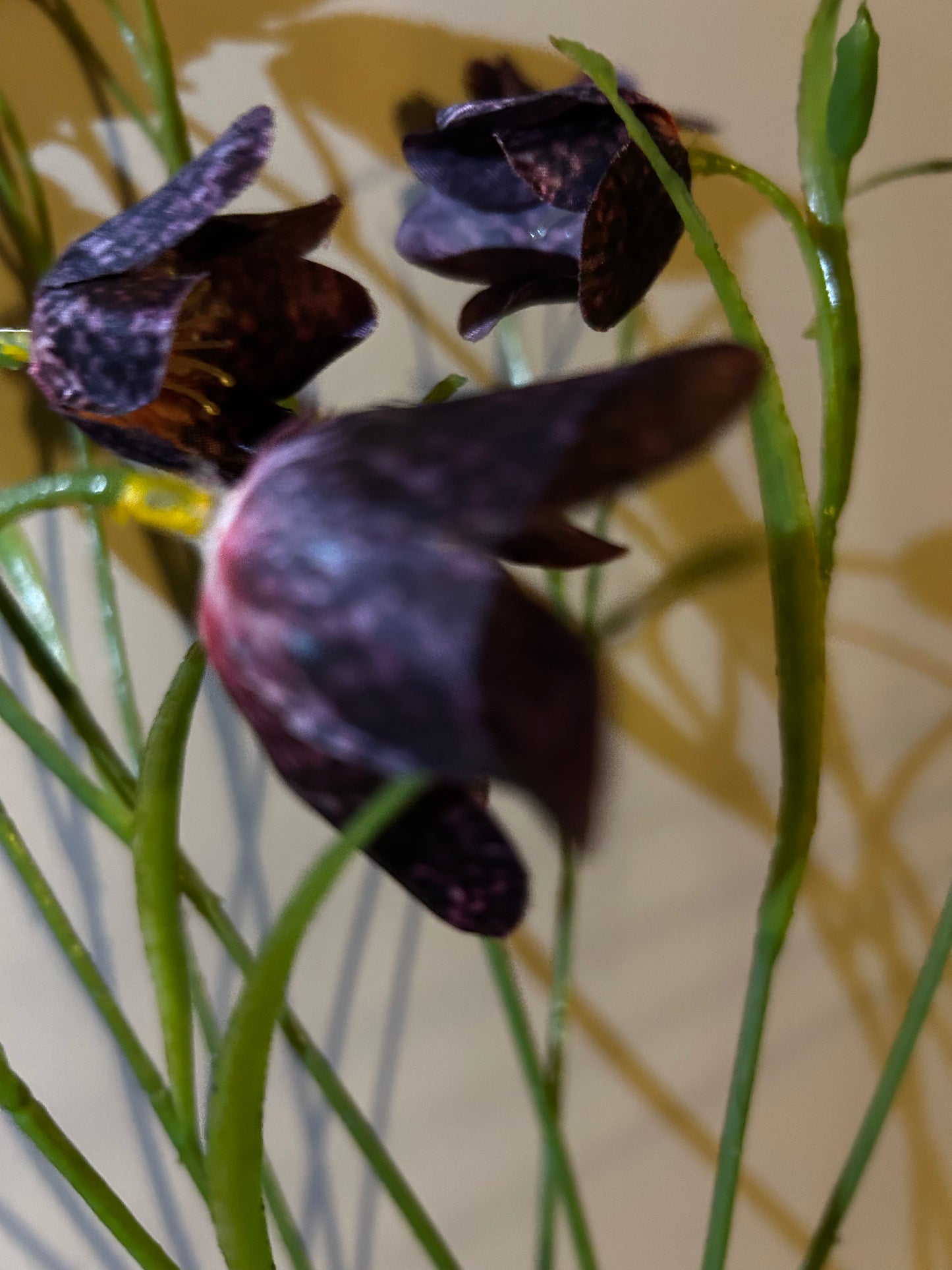 Kievietsbloem Burgundy