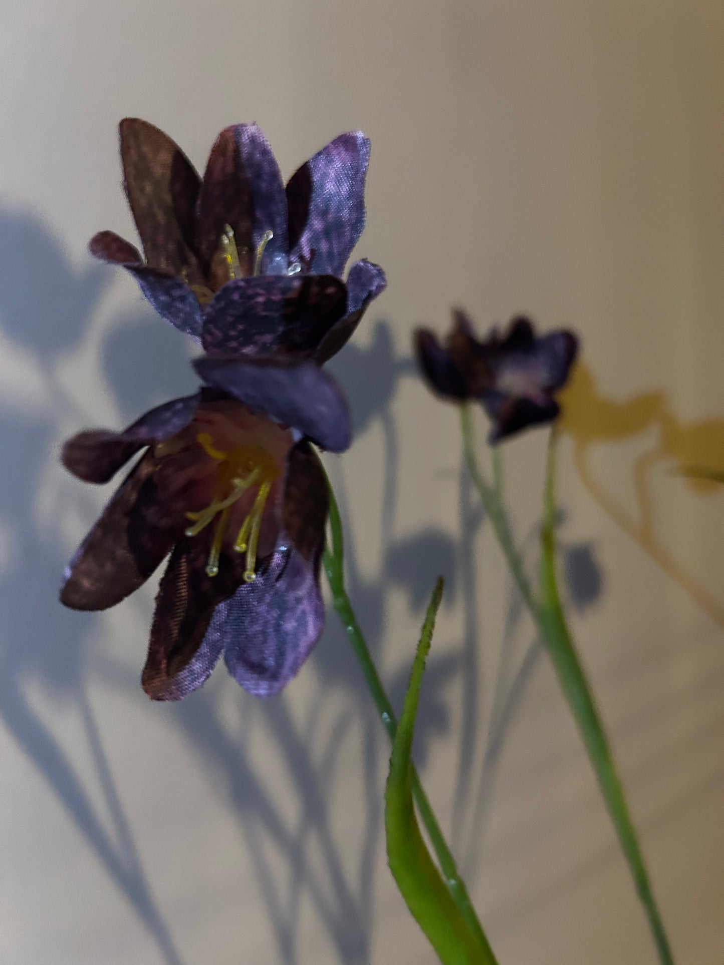 Kievietsbloem Burgundy