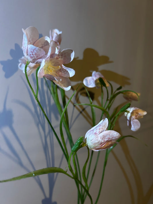 Kievietsbloem poeder roze