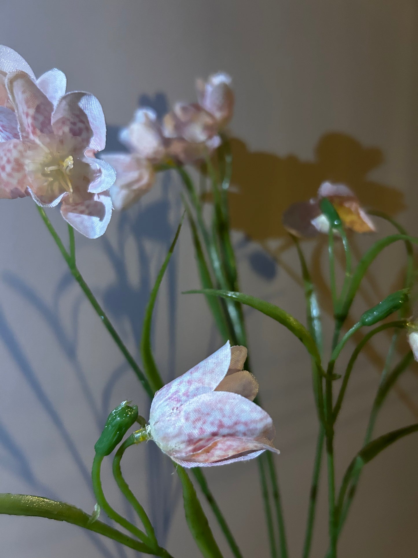 Kievietsbloem poeder roze