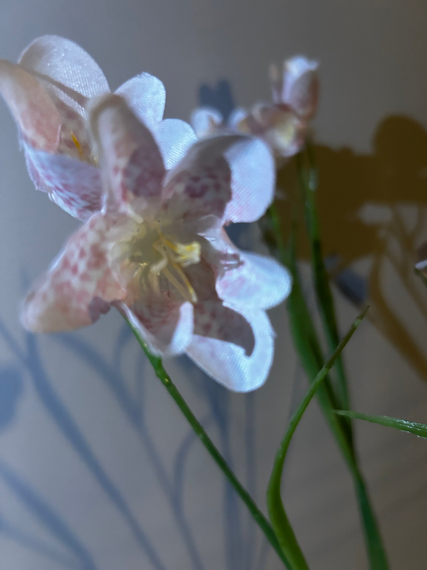 Kievietsbloem poeder roze