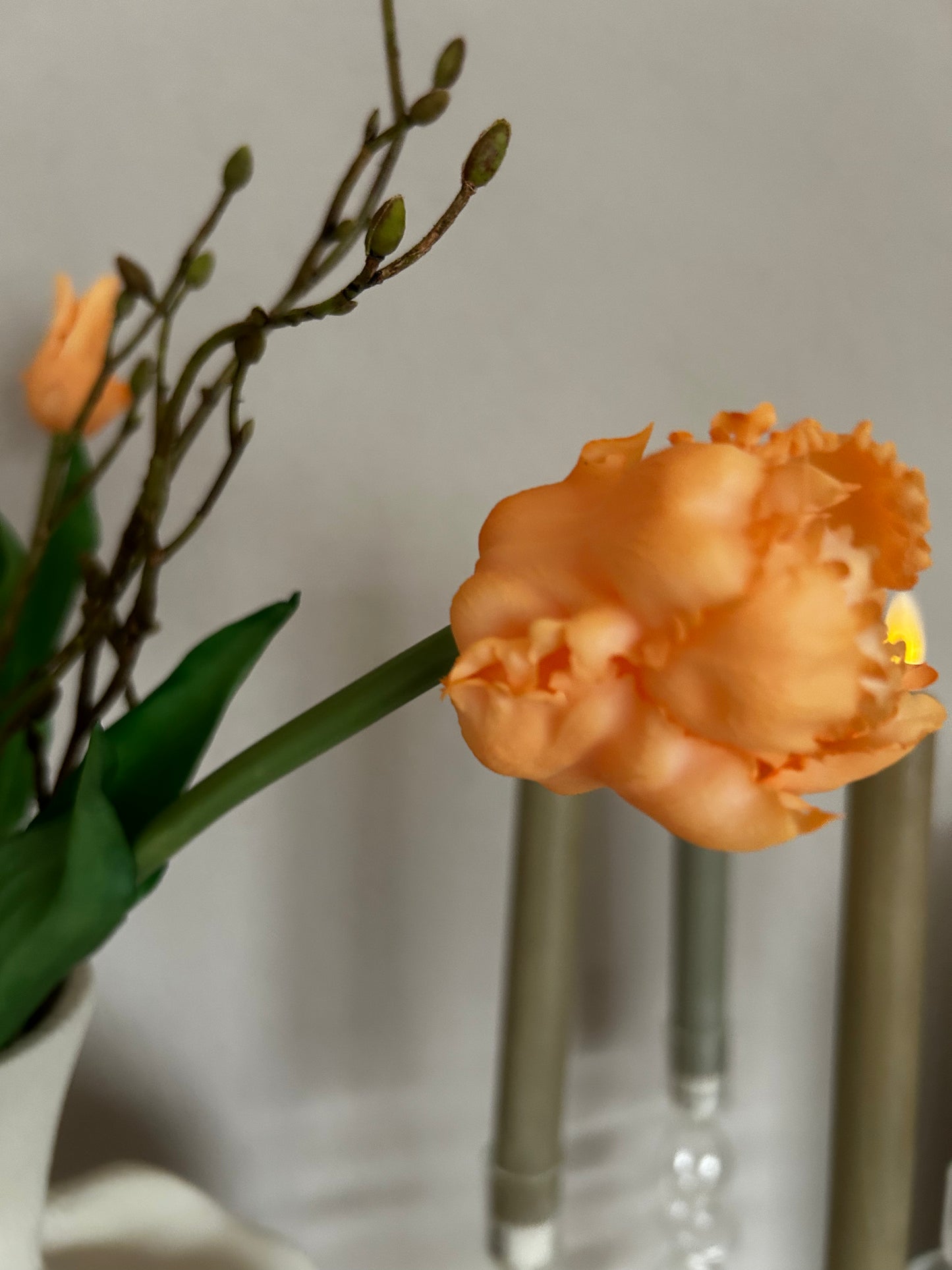 Papegaaien tulp Orange