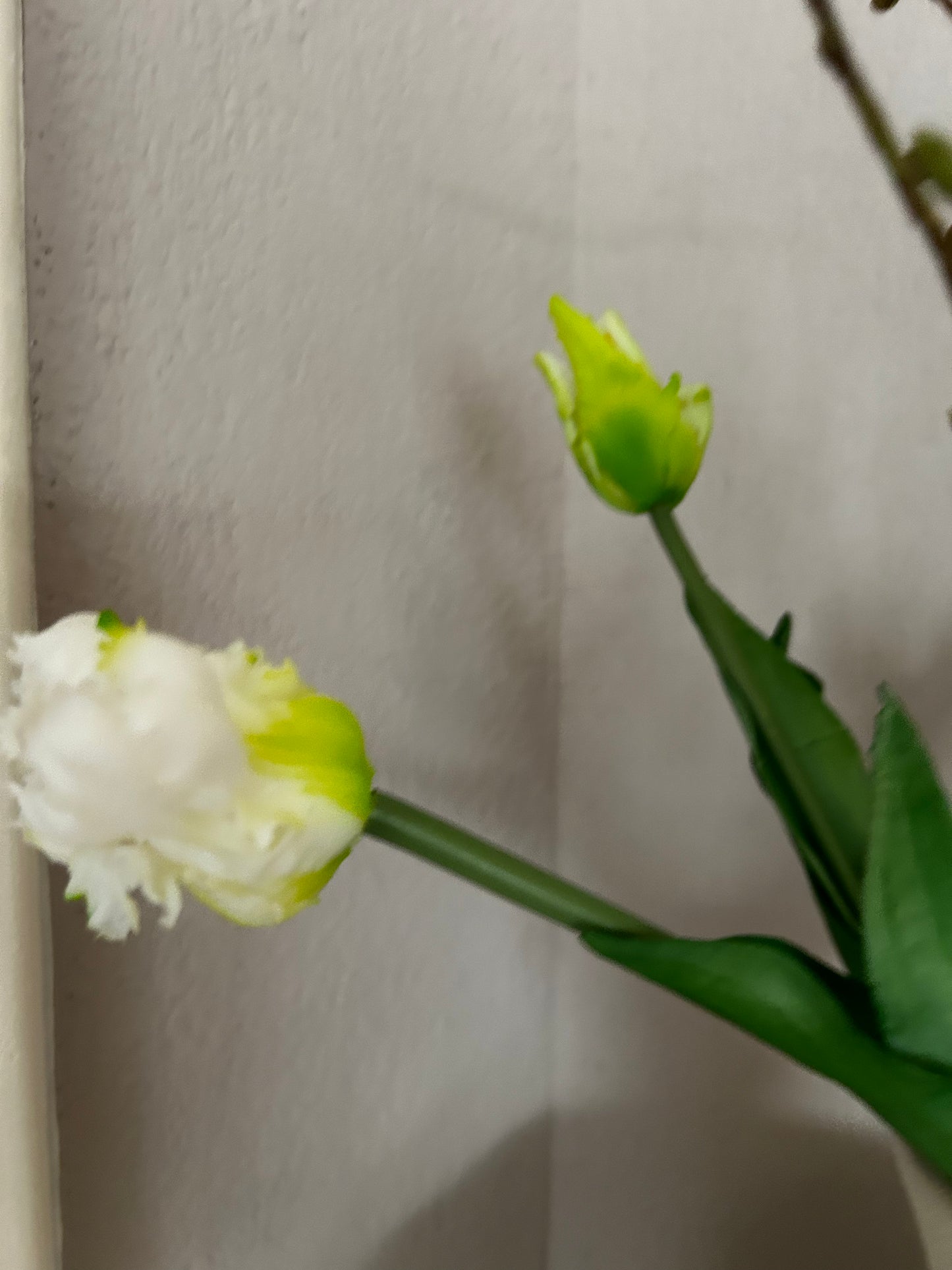 Papegaaien tulp White