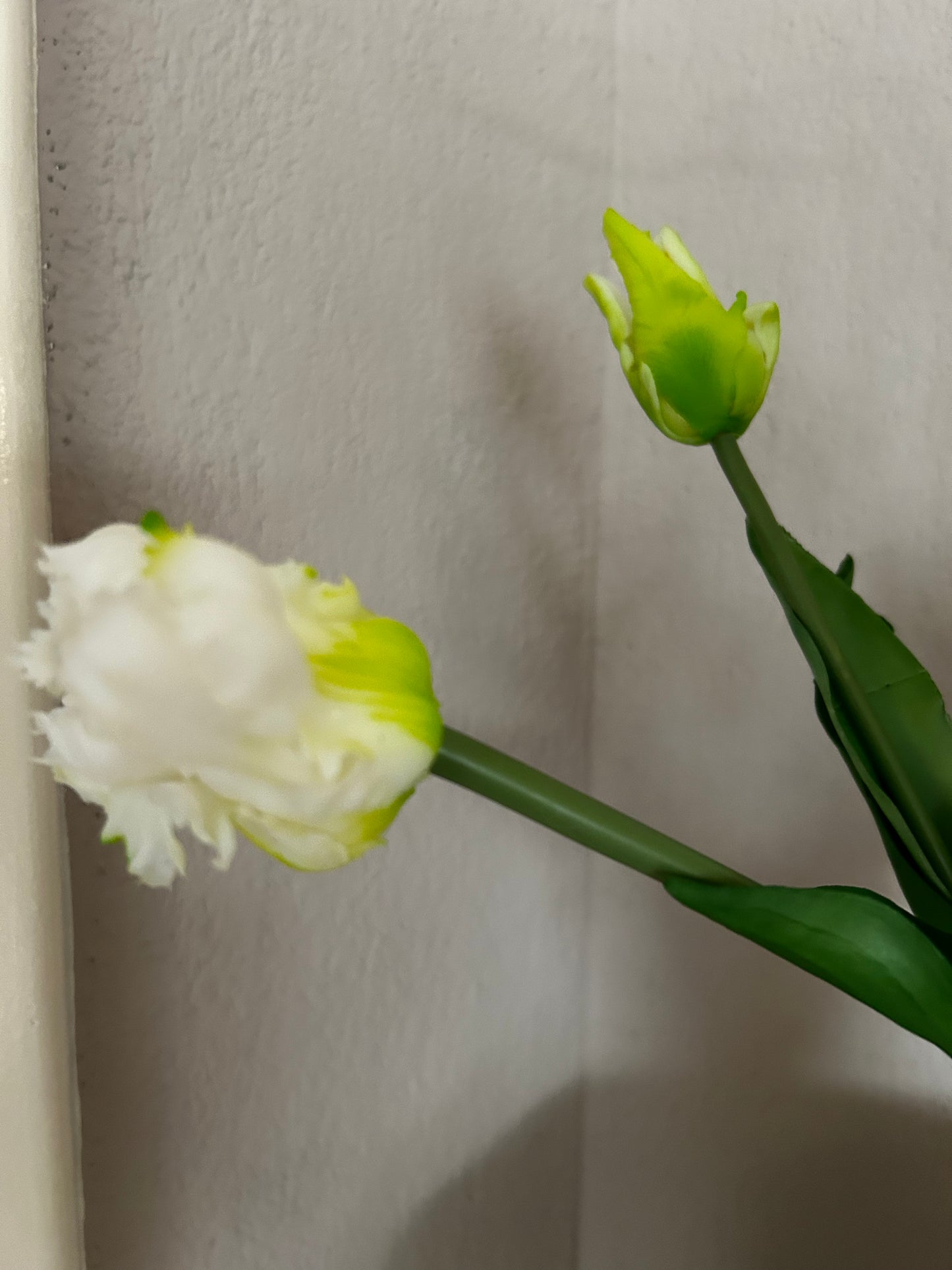 Papegaaien tulp White