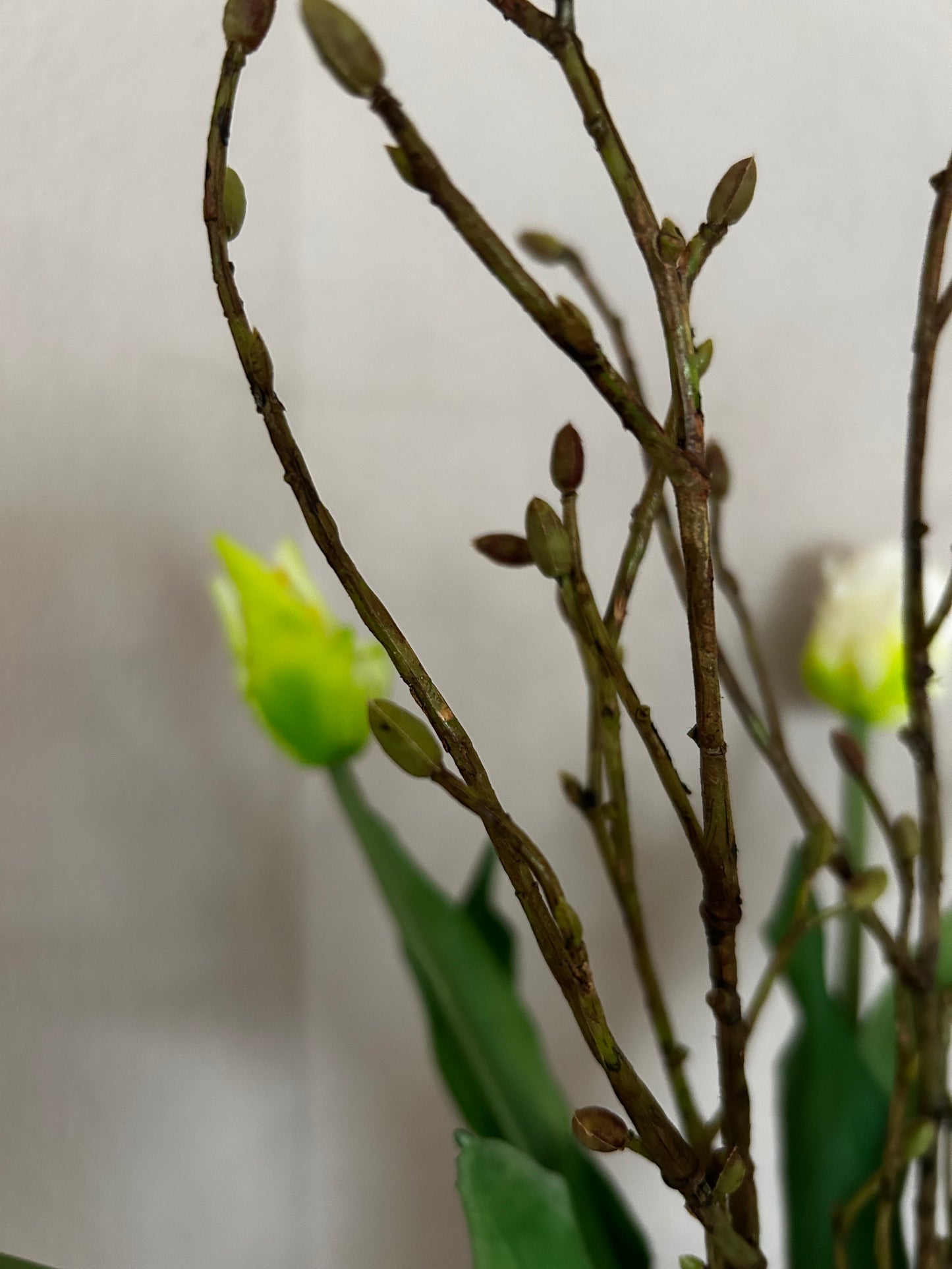 Papegaaien tulp White