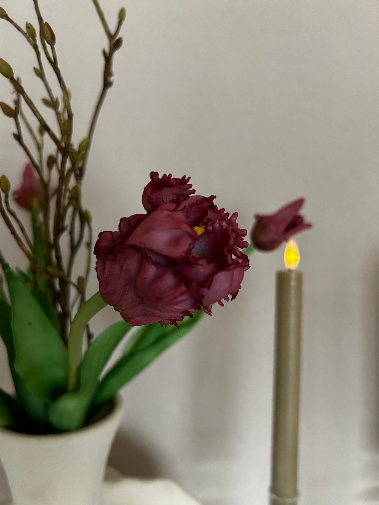 Papegaaien tulp Burgundy