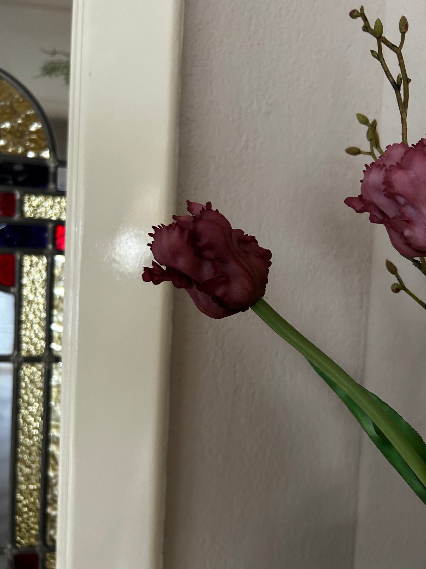 Papegaaien tulp Burgundy