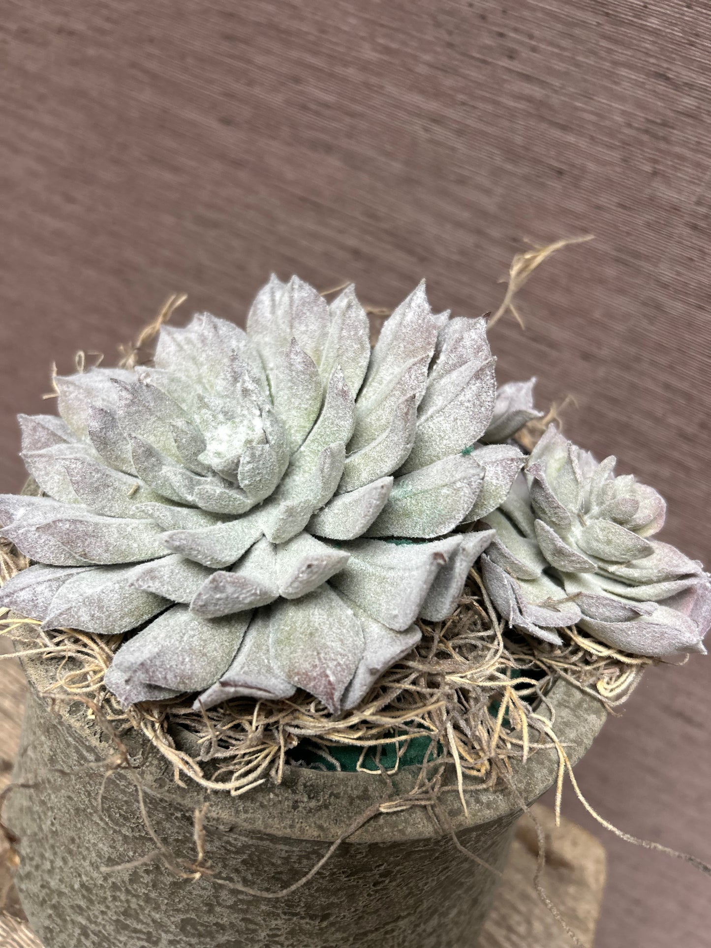 Vetplant Mexicaanse roos (L)