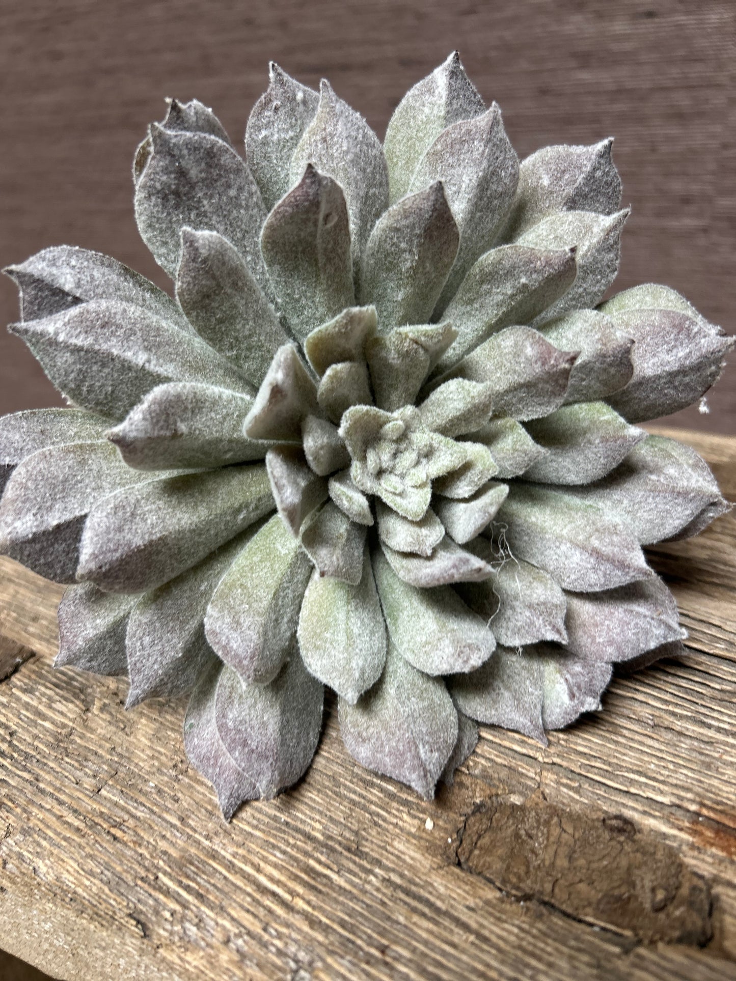 Vetplant Mexicaanse roos (L)