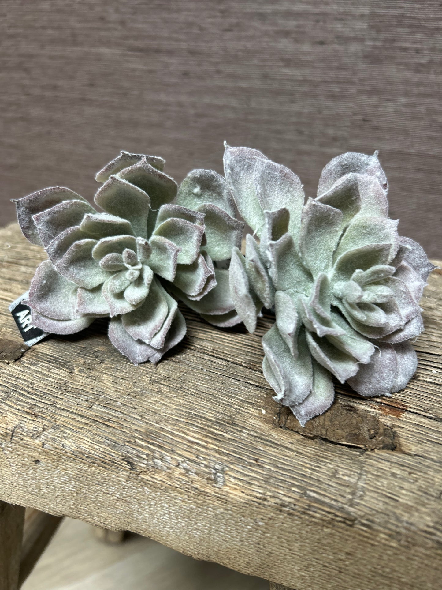 Vetplant Mexicaanse Roos (s)