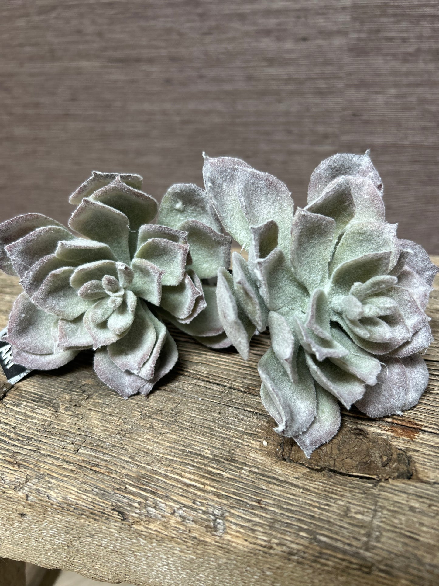 Vetplant Mexicaanse Roos (s)