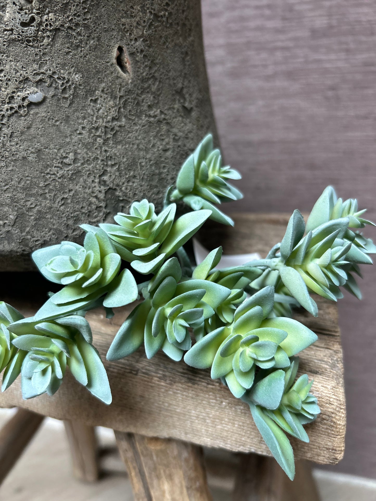 Sedum green