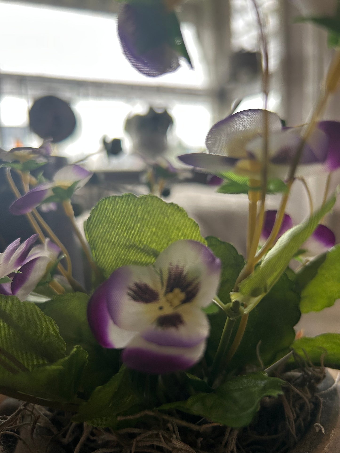 Viooltje light Purple